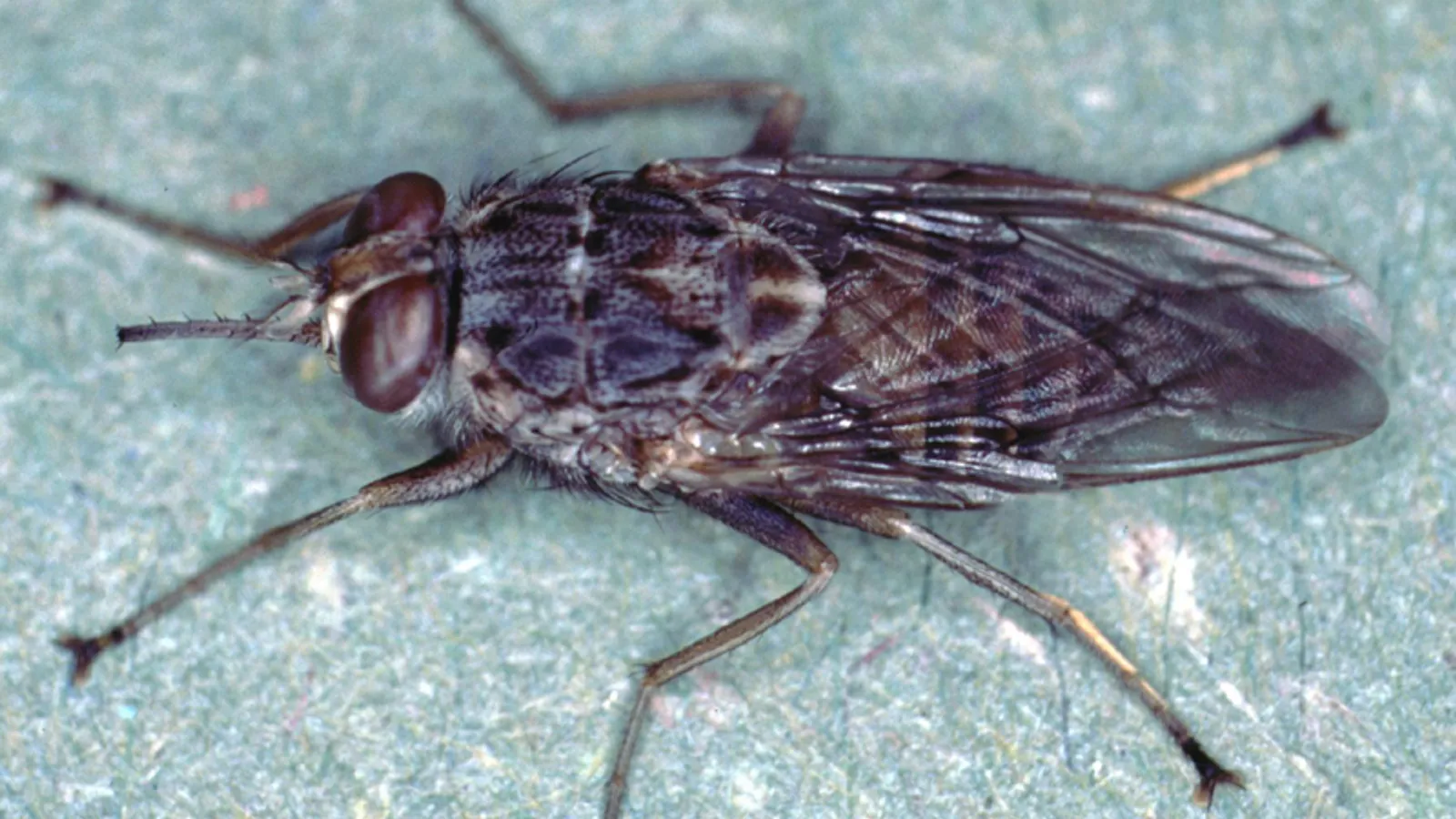 Mosca tse-tse (Glossina morsitans)