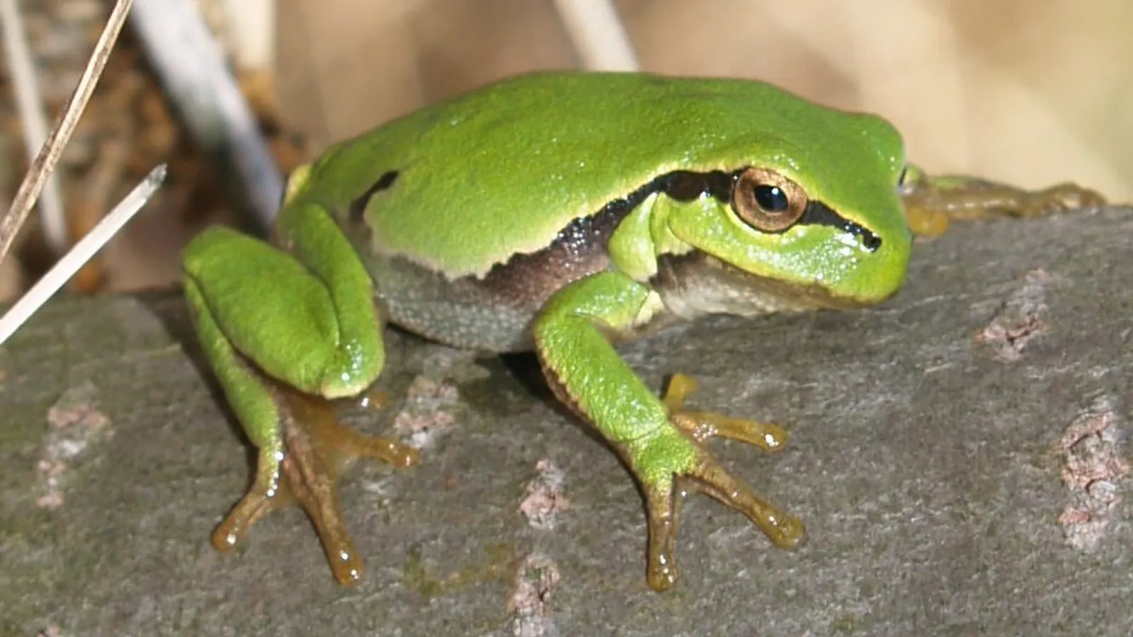 Raganella europea (Hyla arborea)