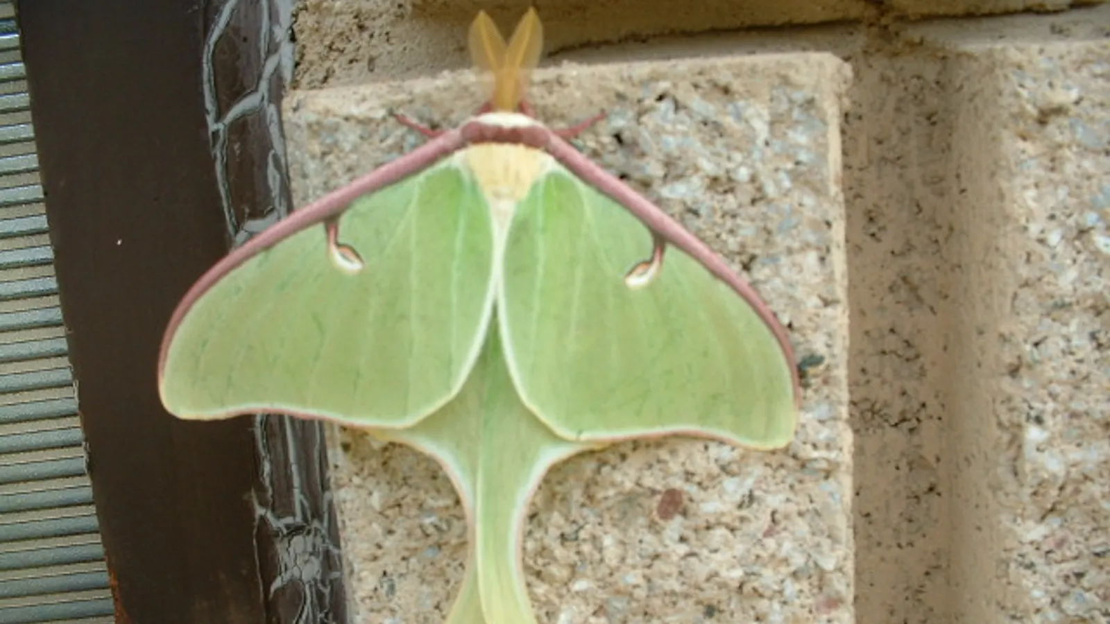 Falena luna (Actias luna)