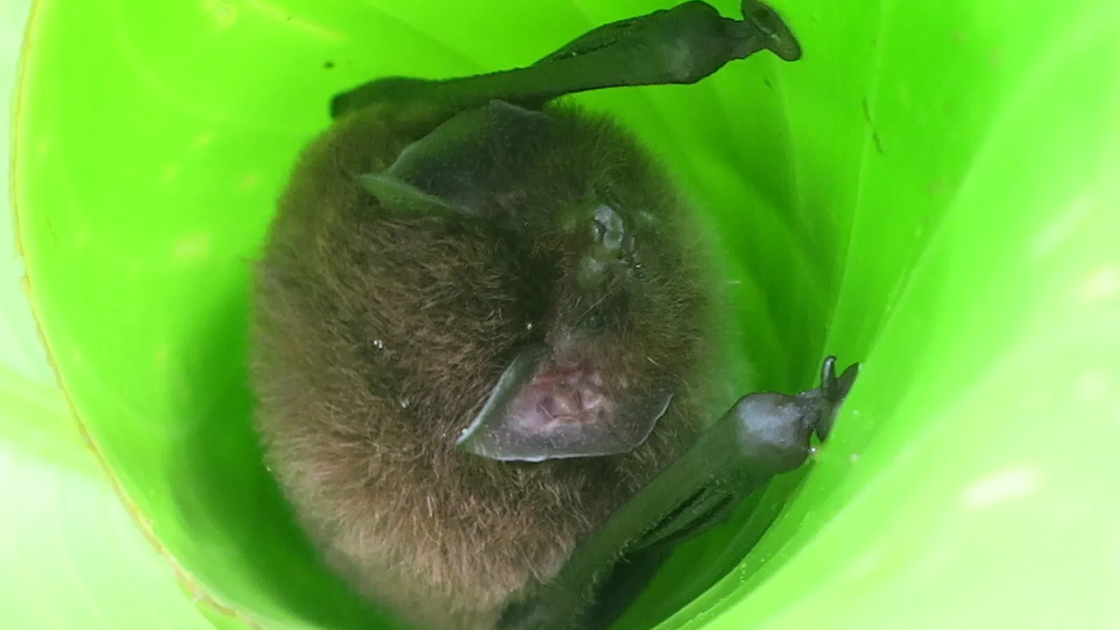 Pipistrello dai dischi adesivi (Thyroptera tricolor)