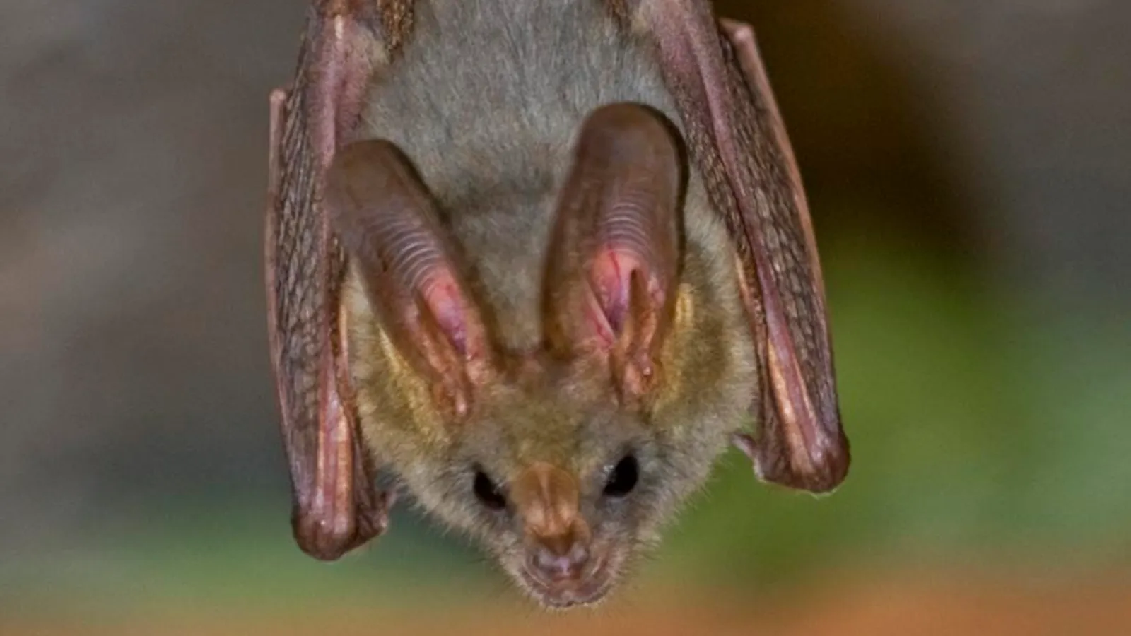 Pipistrello falso vampiro dal cuore (Cardioderma cor)