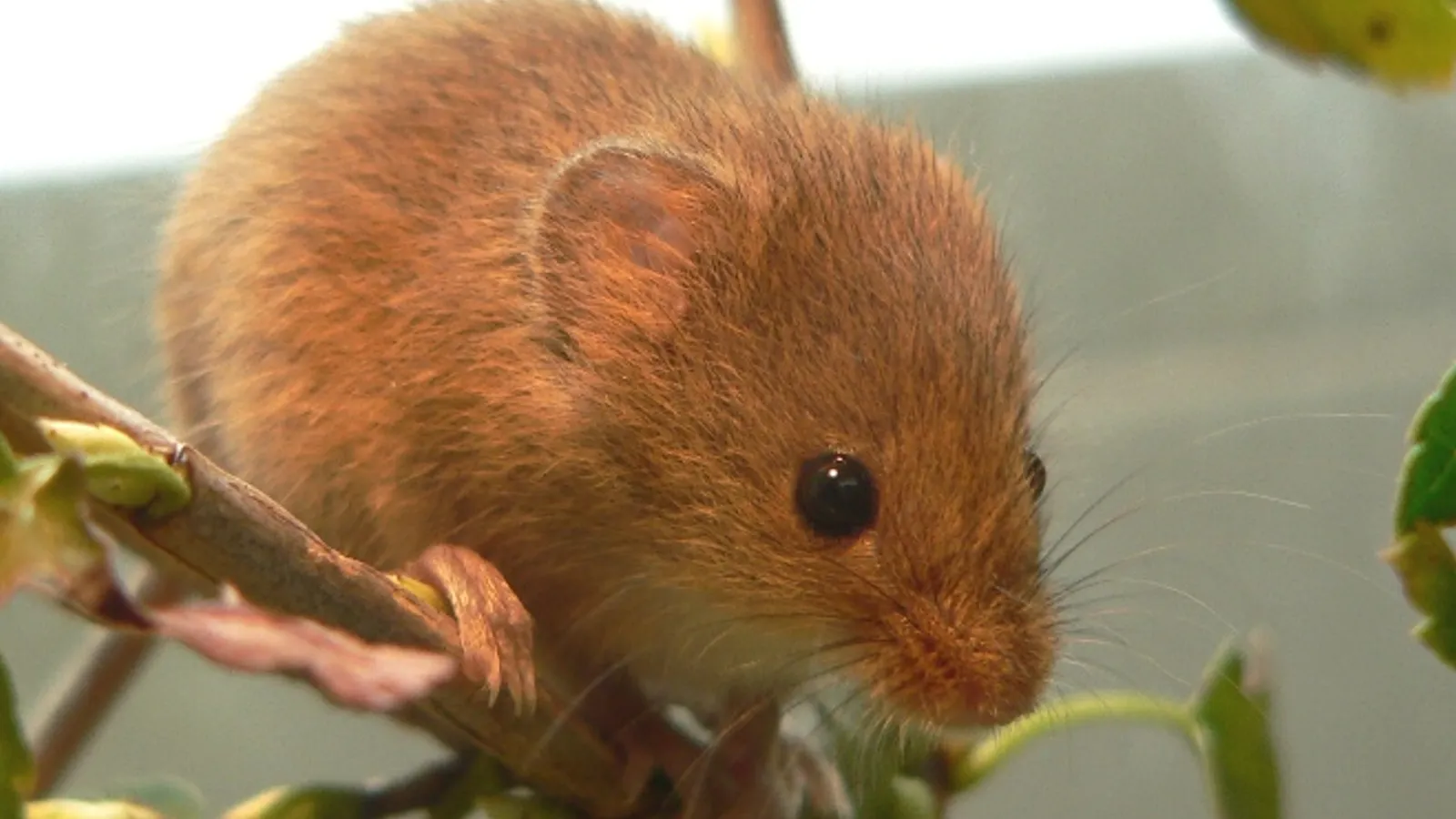 Topolino delle risaie (Micromys minutus)