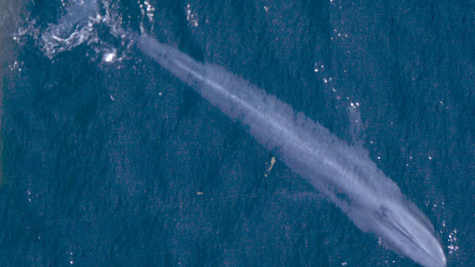 Balenottera azzurra (Balaenoptera musculus)