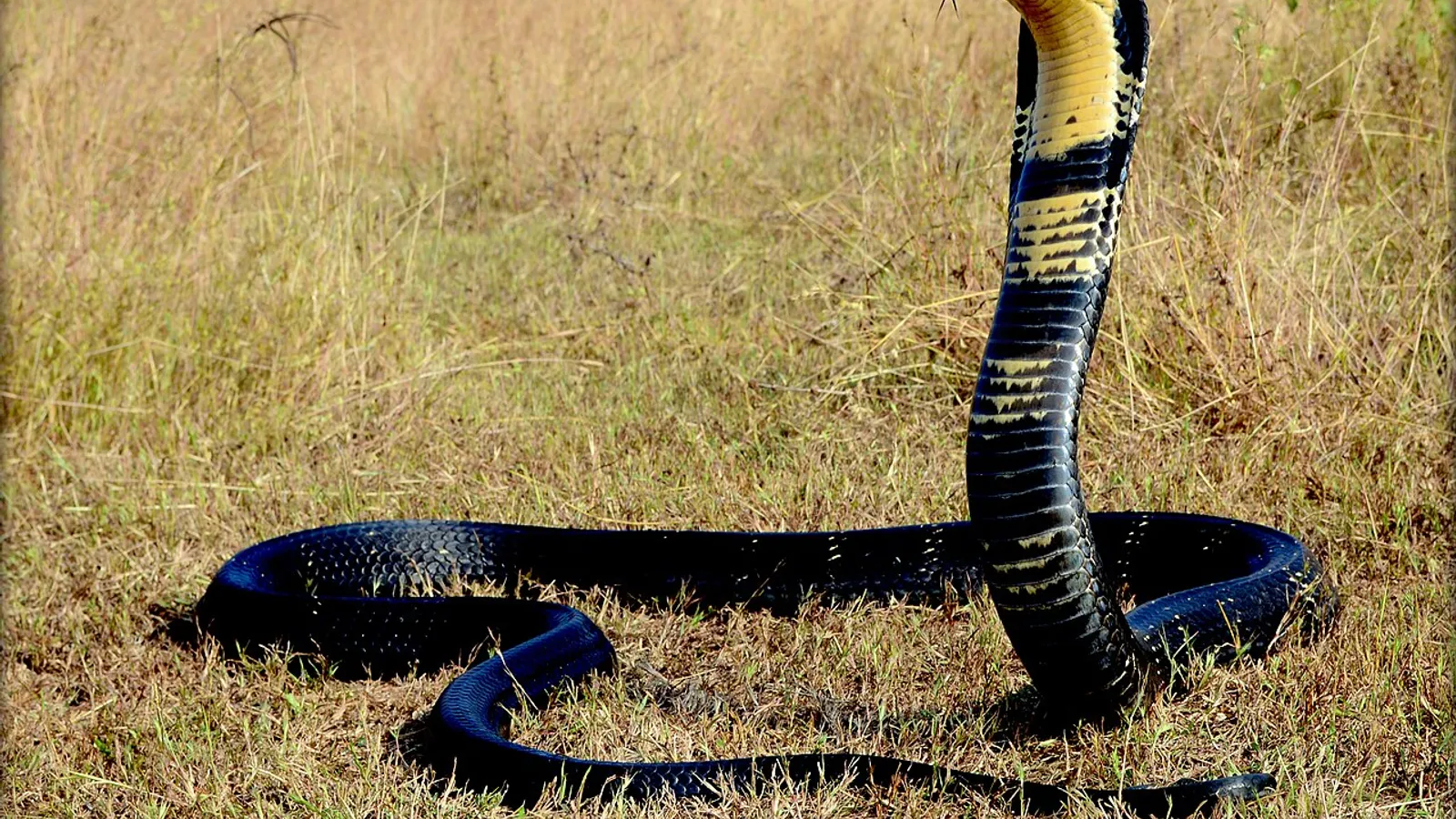 Cobra reale (Ophiophagus hannah)