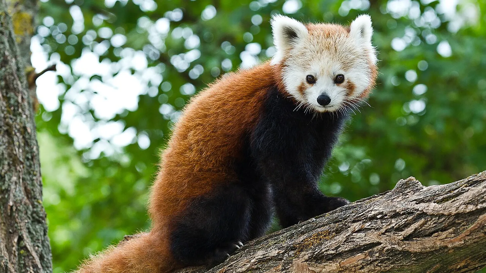 Panda rosso (Ailurus fulgens)