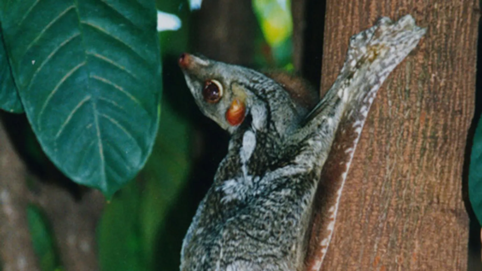 Colugo della Sonda (Galeopterus variegatus)