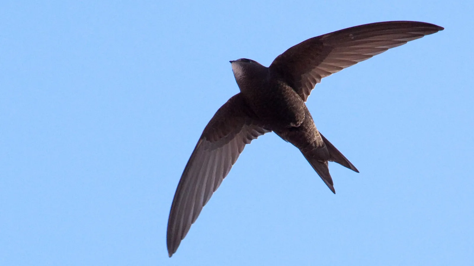 Common swift (Apus apus)