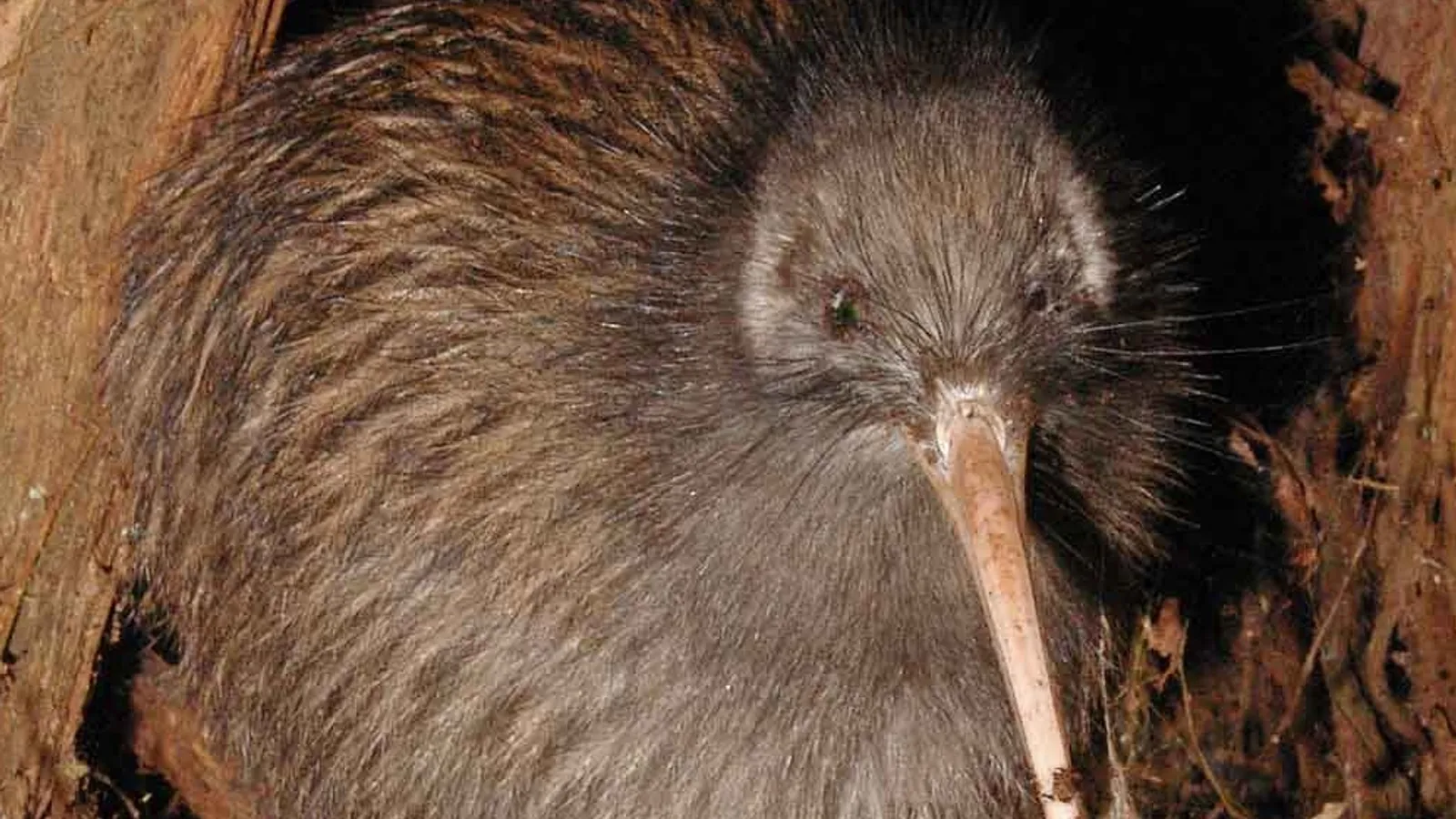 Kiwi bruno (Apteryx mantelli)