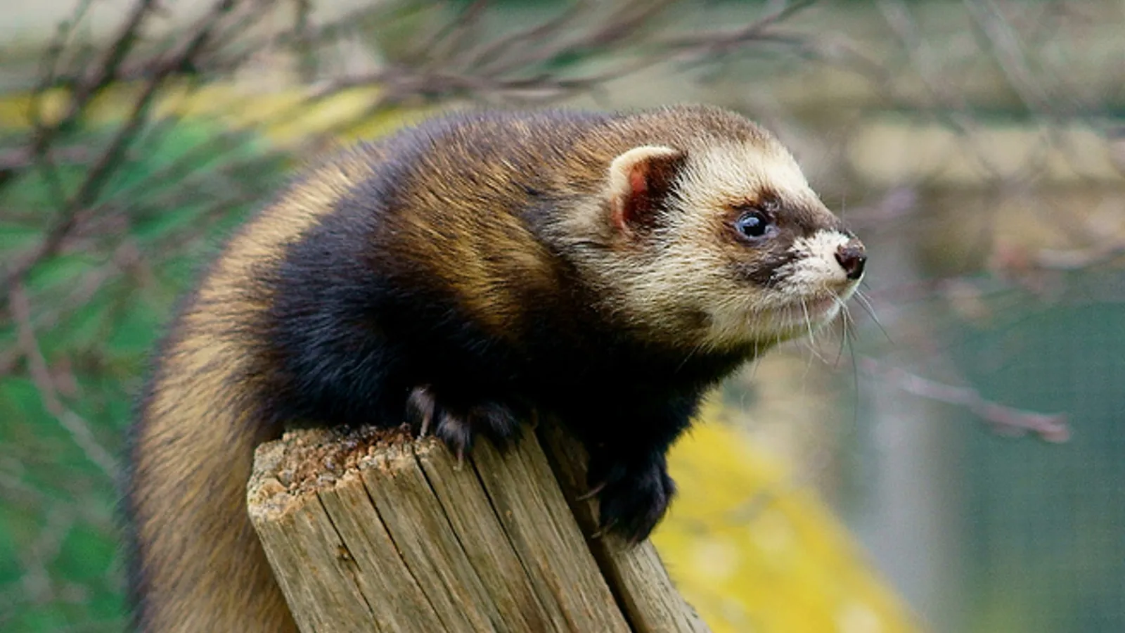 European polecat (Mustela putorius)