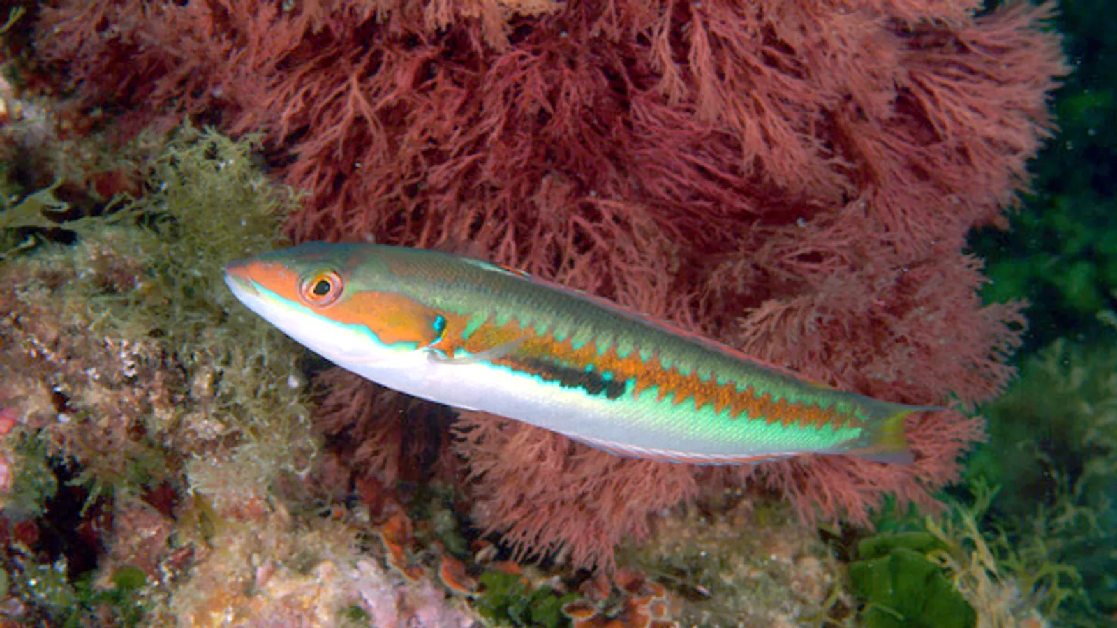 Donzella comune (Coris julis)