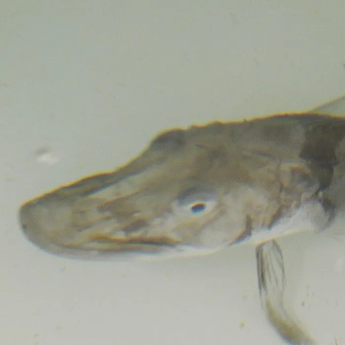 Blackfin icefish (Chaenocephalus aceratus)