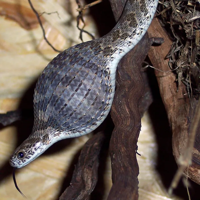 Common egg eater (Dasypeltis scabra)