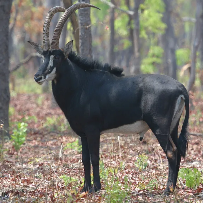 Antilope nera (Hippotragus niger)
