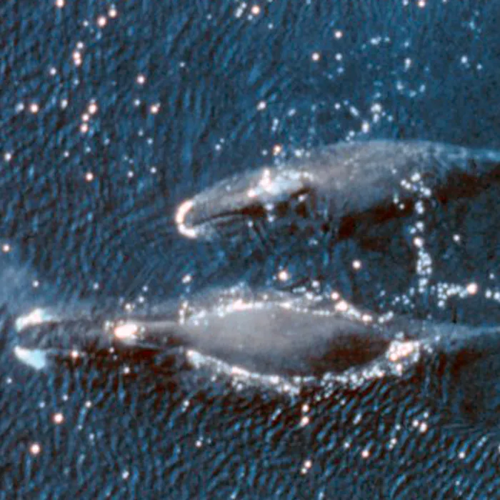 Balena della Groenlandia (Balaena mysticetus)