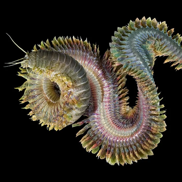Nereide (Alitta virens)