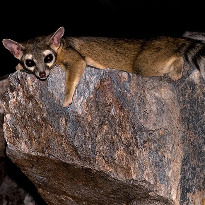 Bassarisco (Bassariscus astutus)