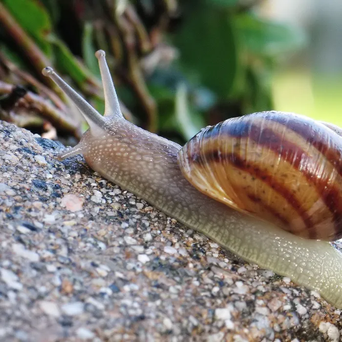 Chiocciola comune (Cornu aspersum)