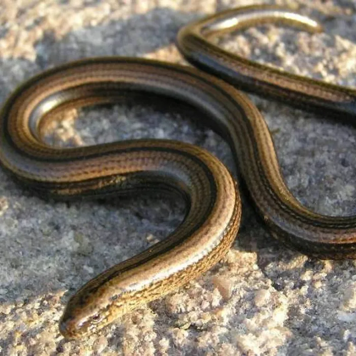 Common slow worm (Anguis fragilis)