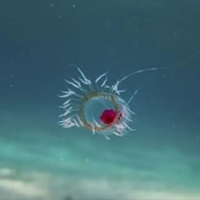 Medusa immortale (Turritopsis dohrnii)