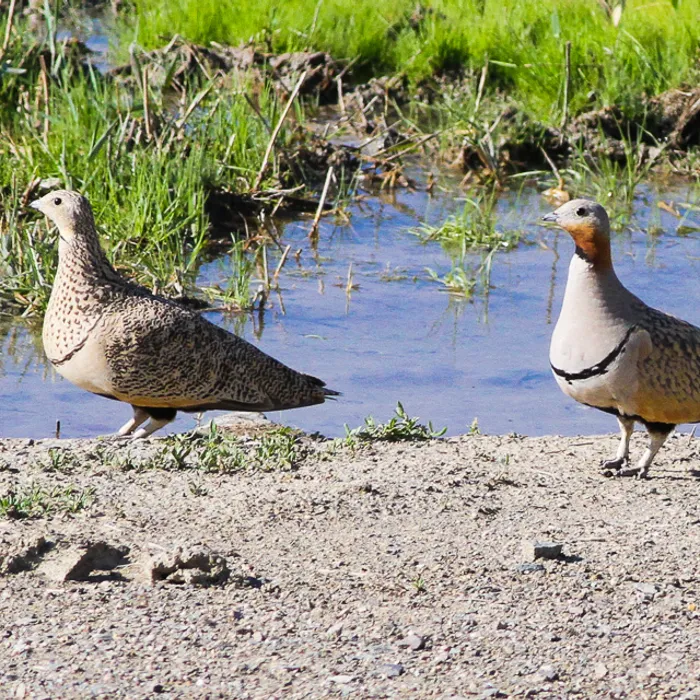 Black-bellied sandgrouse (Pterocles orientalis)