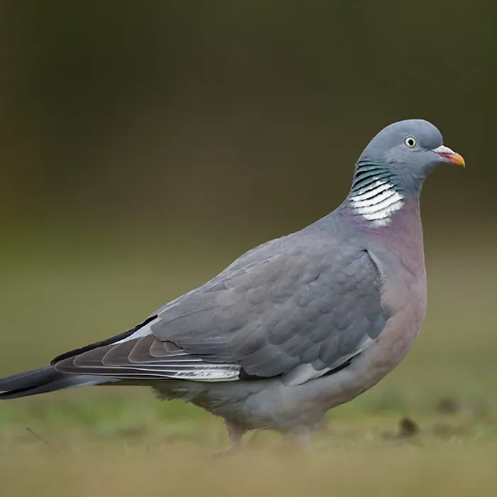 Colombaccio (Columba palumbus)