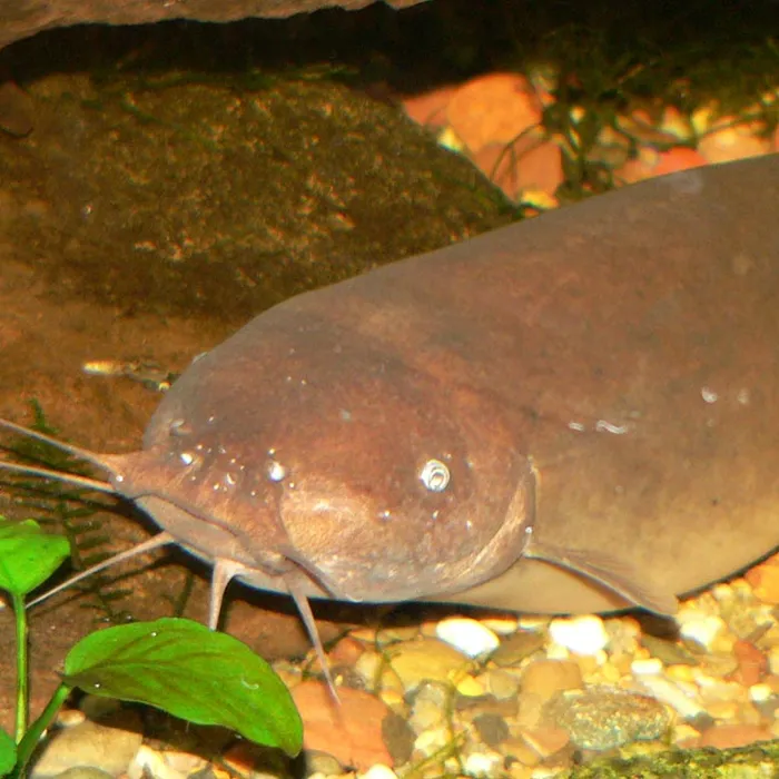 Electric catfish (Malapterurus electricus)