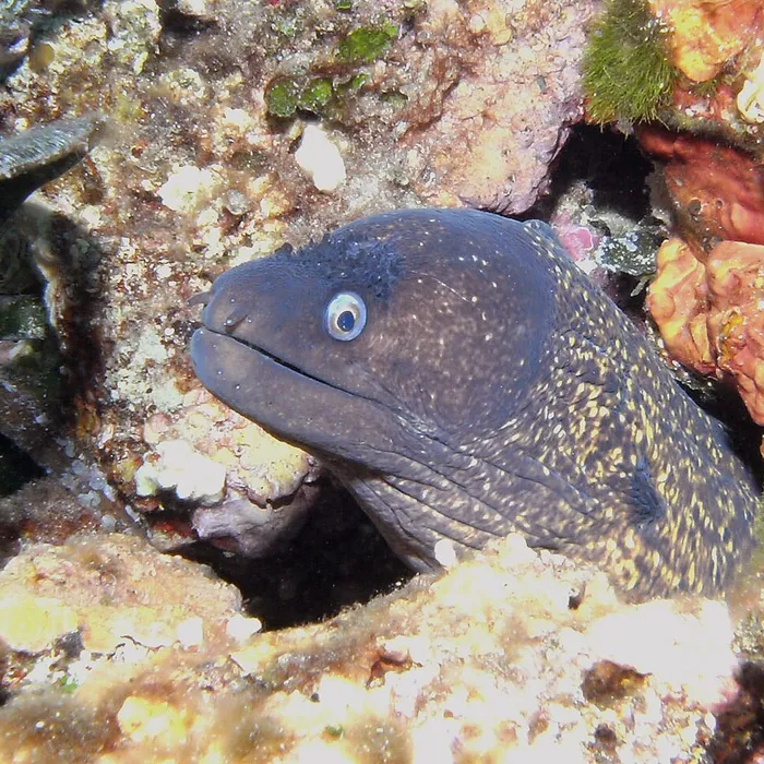 Murena mediterranea (Muraena helena)