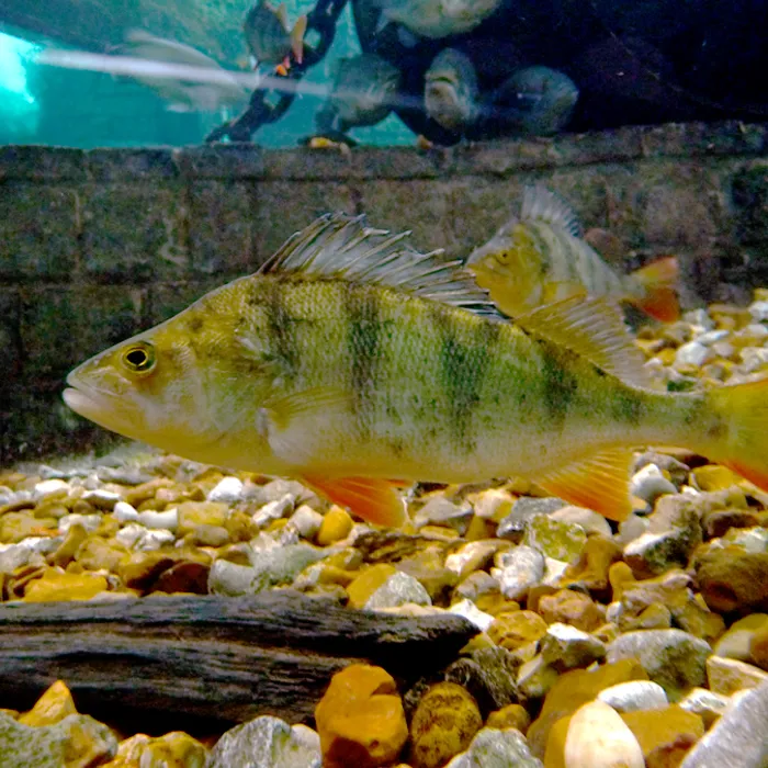 Persico reale (Perca fluviatilis)