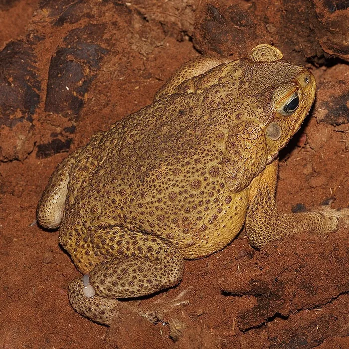 Rospo delle canne (Rhinella marina)