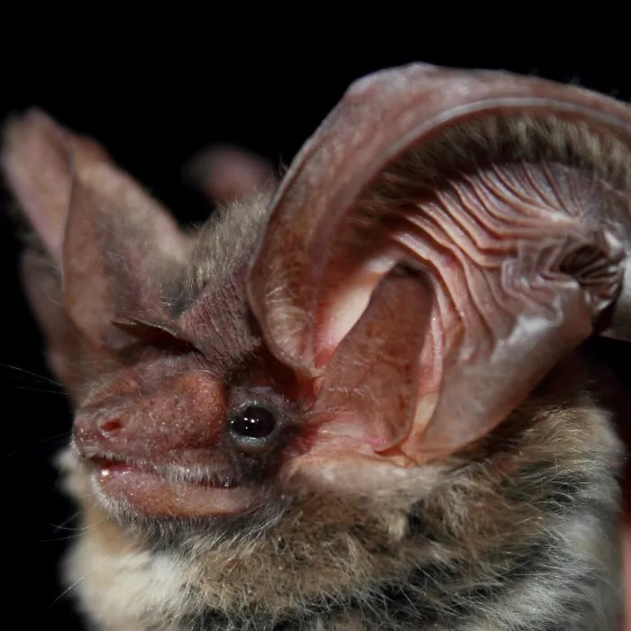 Allen's big-eared bat (Idionycteris phyllotis)