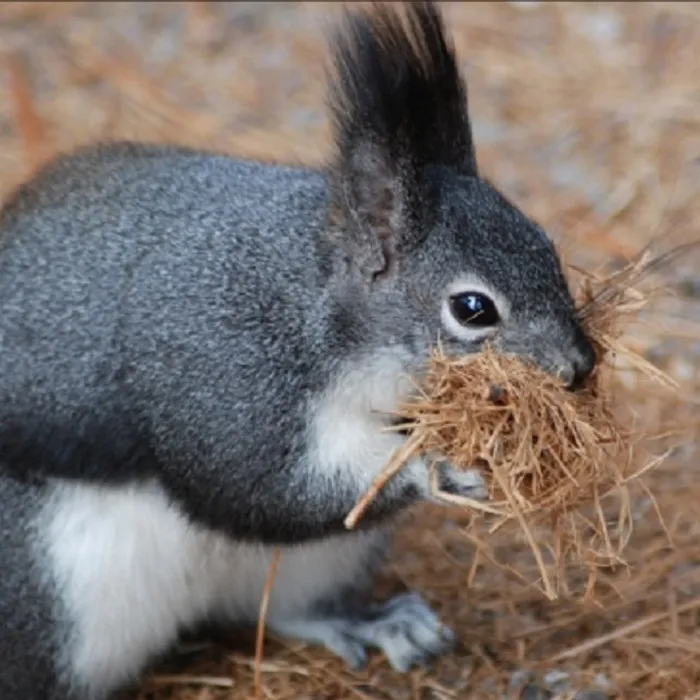 Abert's squirrel (Sciurus aberti)
