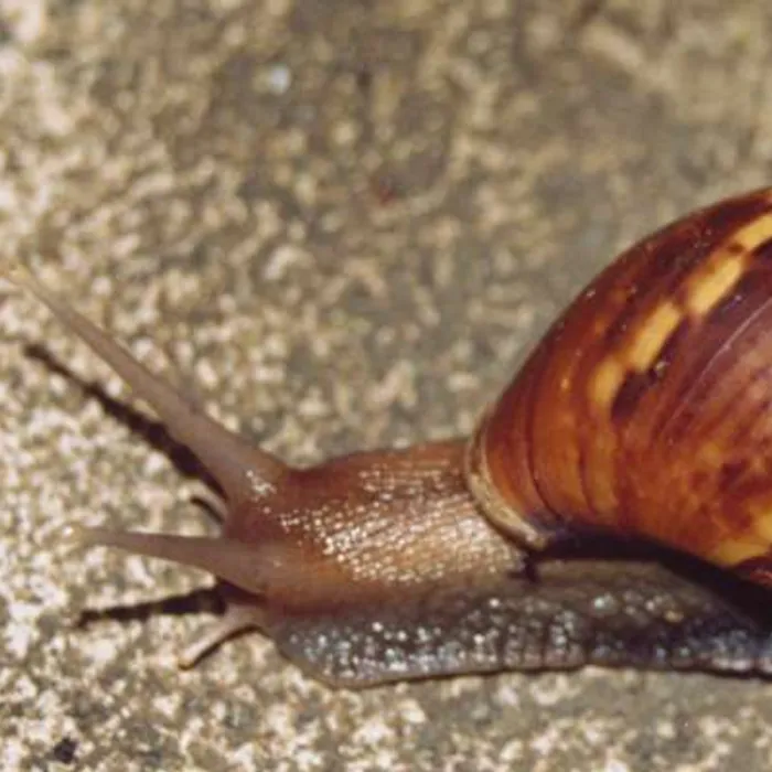 Chiocciola gigante africana (Achatina fulica)