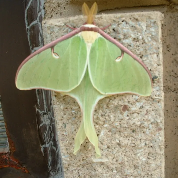Falena luna (Actias luna)