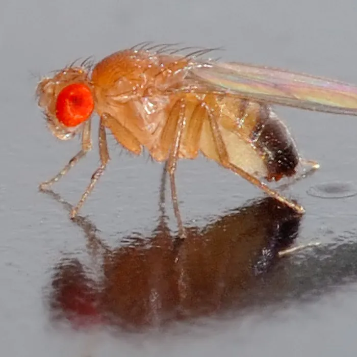 Common fruit fly (Drosophila melanogaster)