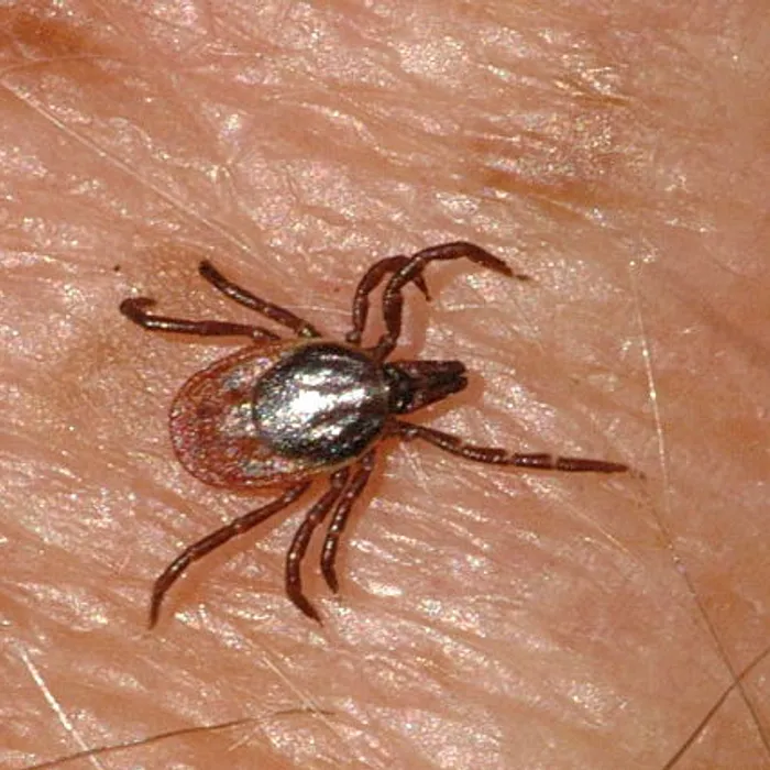 Zecca dei boschi (Ixodes ricinus)