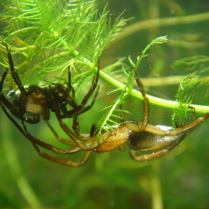 Ragno palombaro (Argyroneta aquatica)