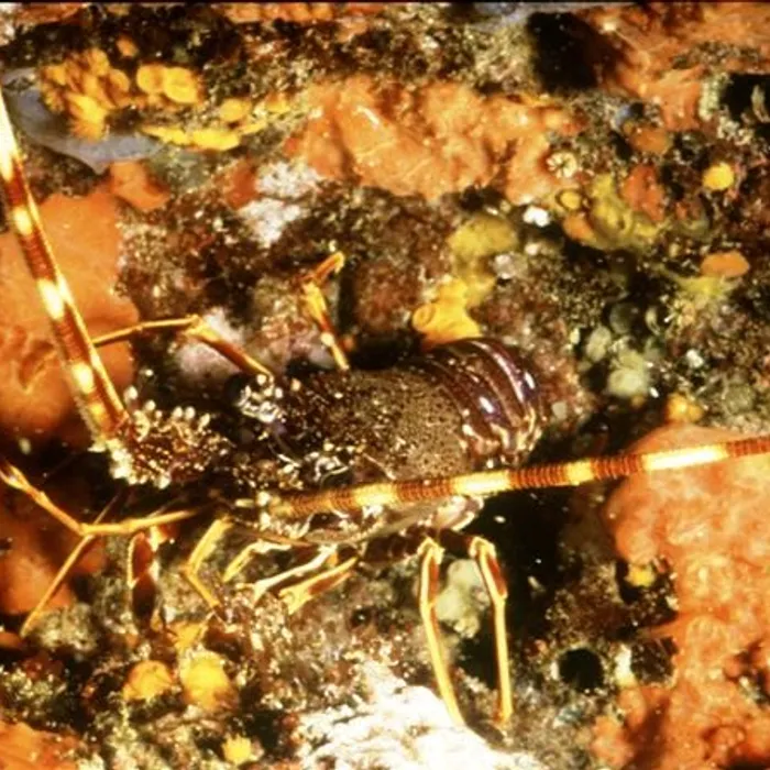 Aragosta mediterranea (Palinurus elephas)