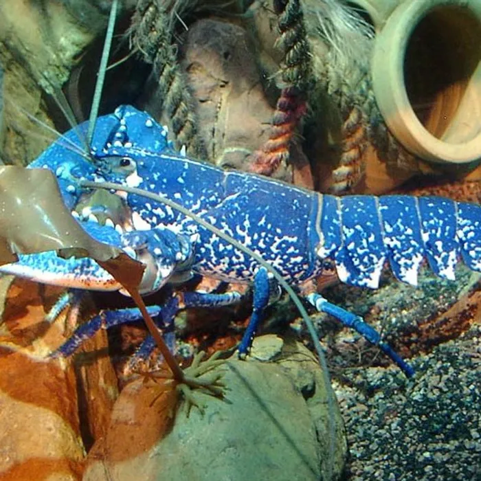 Astice europeo (Homarus gammarus)