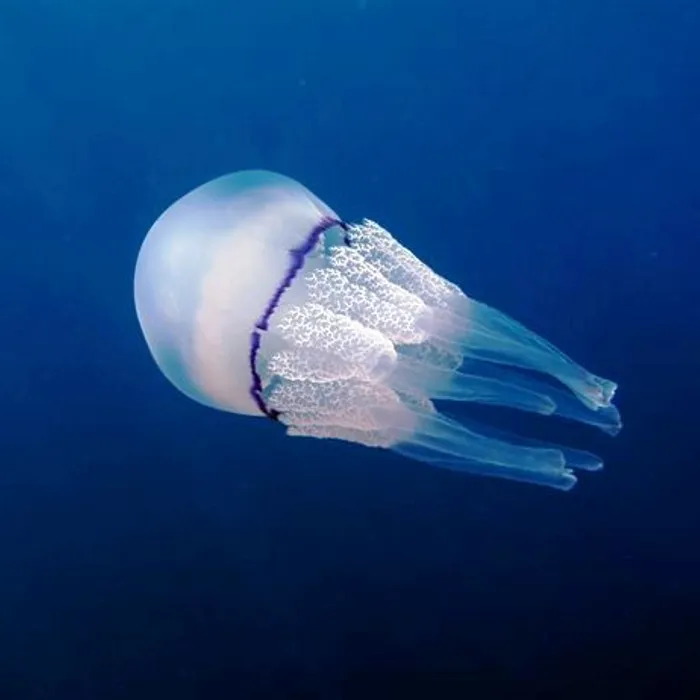 Polmone di mare (Rhizostoma pulmo)