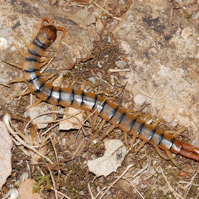Scolopendra mediterranea (Scolopendra cingulata)