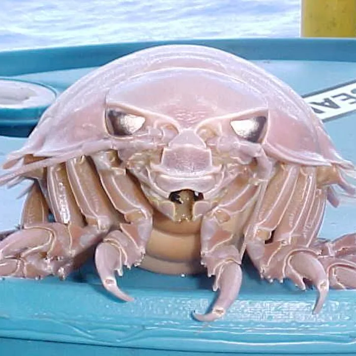 Isopode gigante (Bathynomus giganteus)