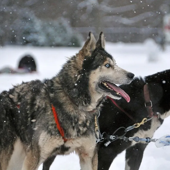 Cane (Canis familiaris)