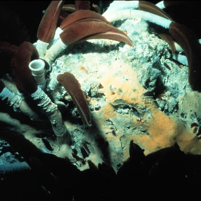 Verme tubicolo gigante (Riftia pachyptila)