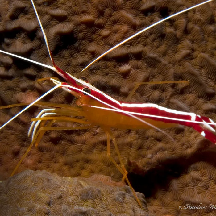 Gambero pulitore (Lysmata amboinensis)