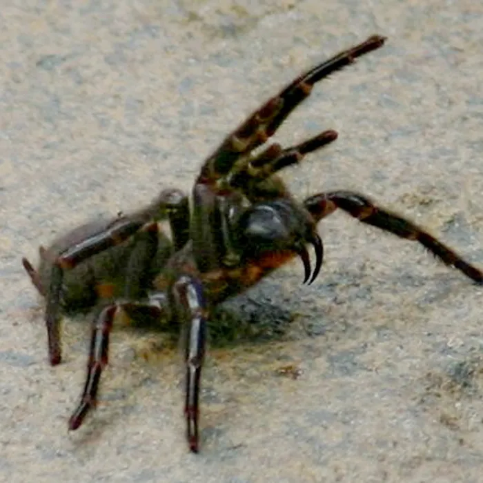 Ragno dei cunicoli di Sydney (Atrax robustus)