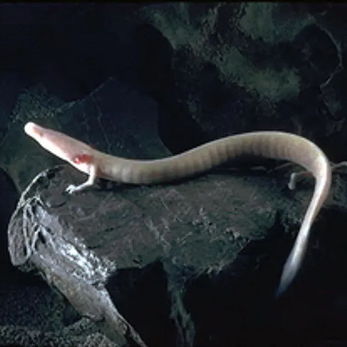 Proteo (Proteus anguinus)