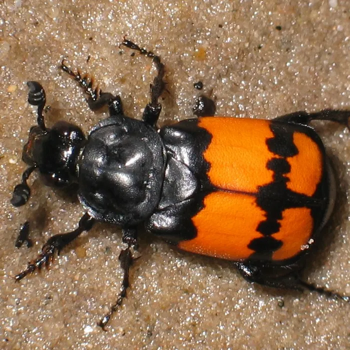 Burying beetle (Nicrophorus vespilloides)