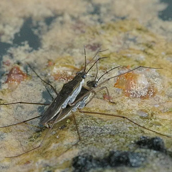 Common pond skater (Gerris lacustris)