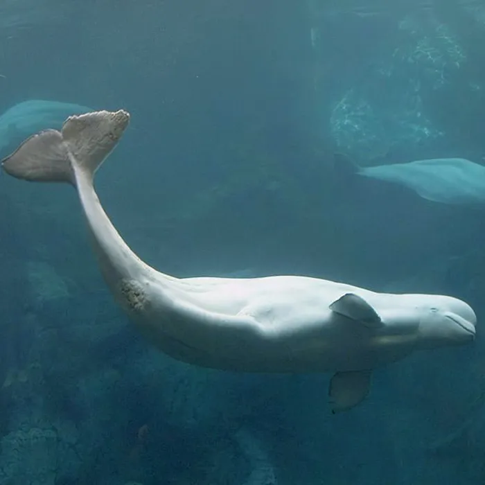Beluga (Delphinapterus leucas)