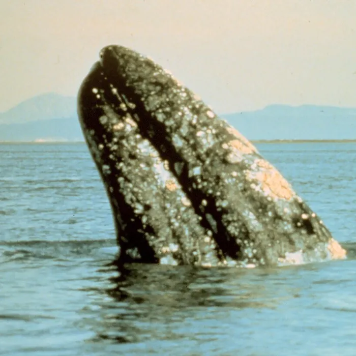Balena grigia (Eschrichtius robustus)